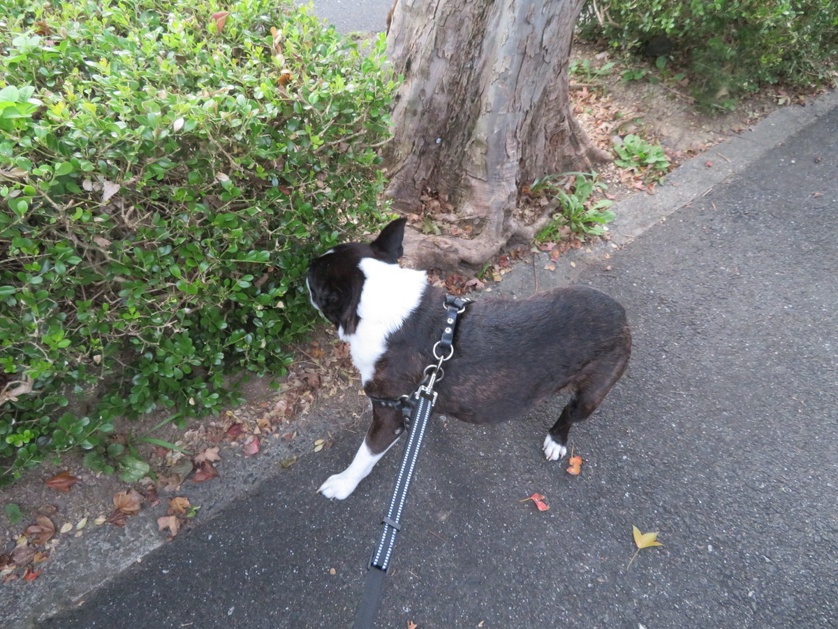 f:id:kokichikawabe:20200924061352j:plain