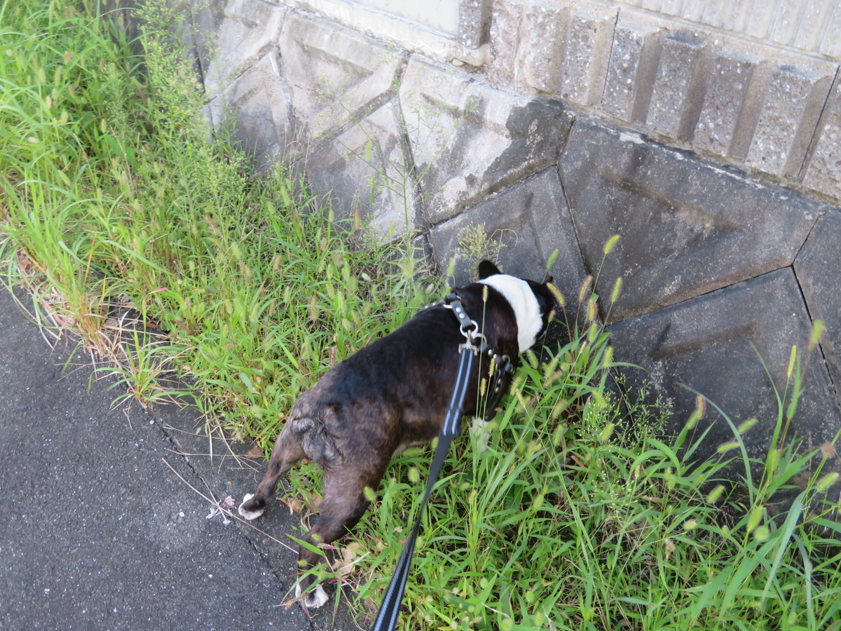 f:id:kokichikawabe:20200927063751j:plain f:id:kokichikawabe:20200927063751j:plain