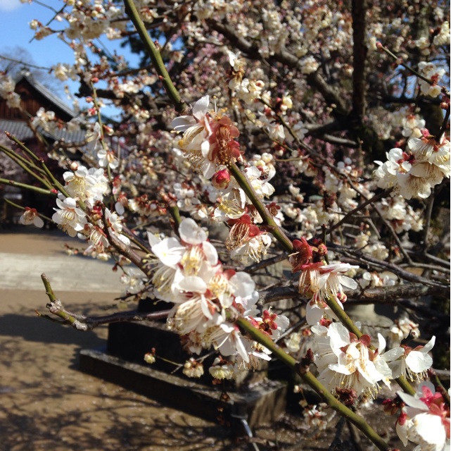 f:id:kokisin:20140323131734j:plain f:id:kokisin:20140323131734j:plain