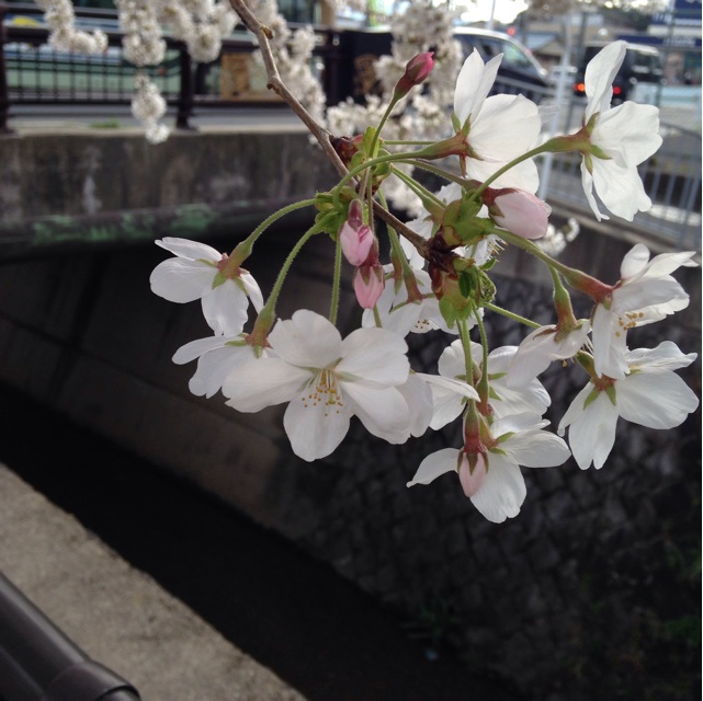 f:id:kokisin:20140402223122j:plain f:id:kokisin:20140402223122j:plain