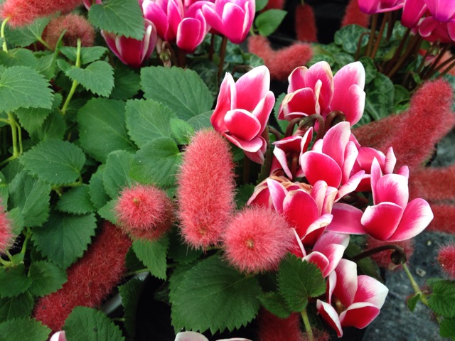 f:id:kokisin:20141008184259j:plain f:id:kokisin:20141008184259j:plain