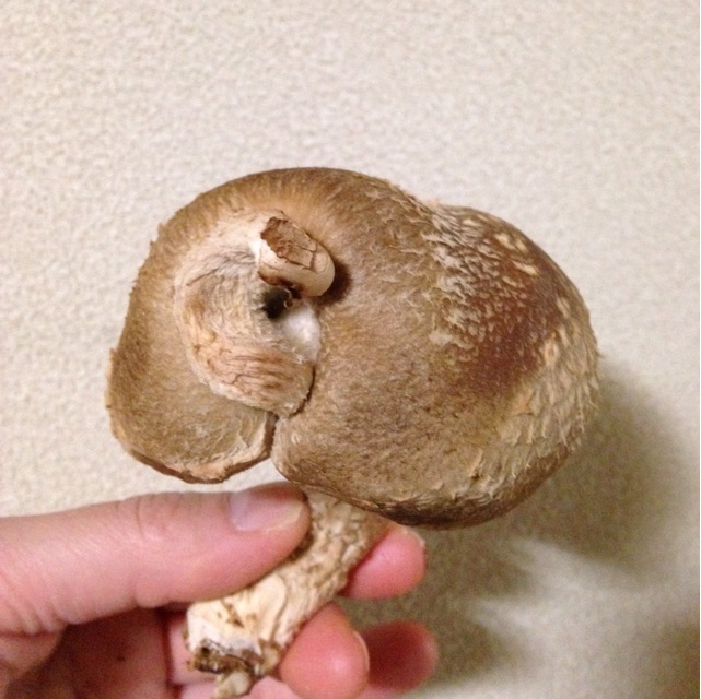 f:id:kokisin:20141226174709j:plain f:id:kokisin:20141226174709j:plain