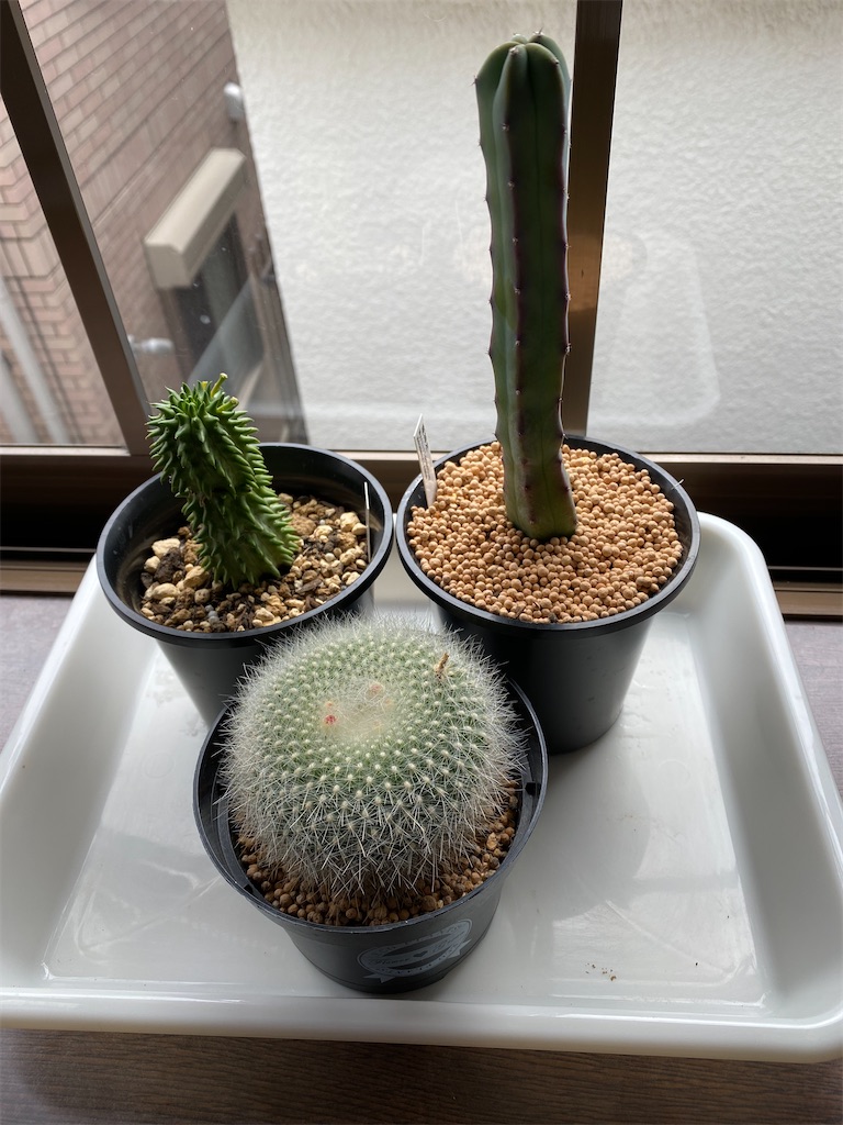 サボテン日記 植え替え 寄せ植え 鳥さんぽ鳥たび時々獣医師 サボテン日記 植え替え 寄せ植え 鳥さんぽ鳥たび時々獣医師