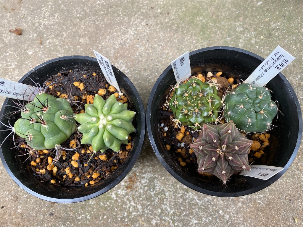 サボテン日記 植え替え 寄せ植え 鳥さんぽ鳥たび時々獣医師