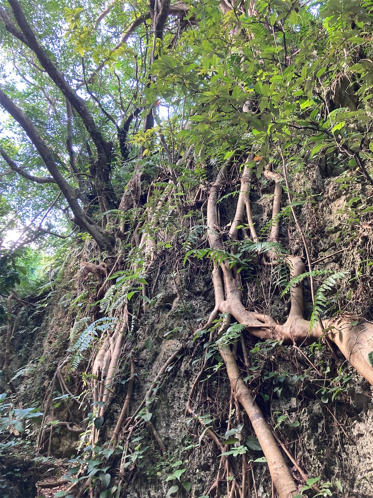 f:id:kokocoock:20211124165419j:image f:id:kokocoock:20211124165419j:image