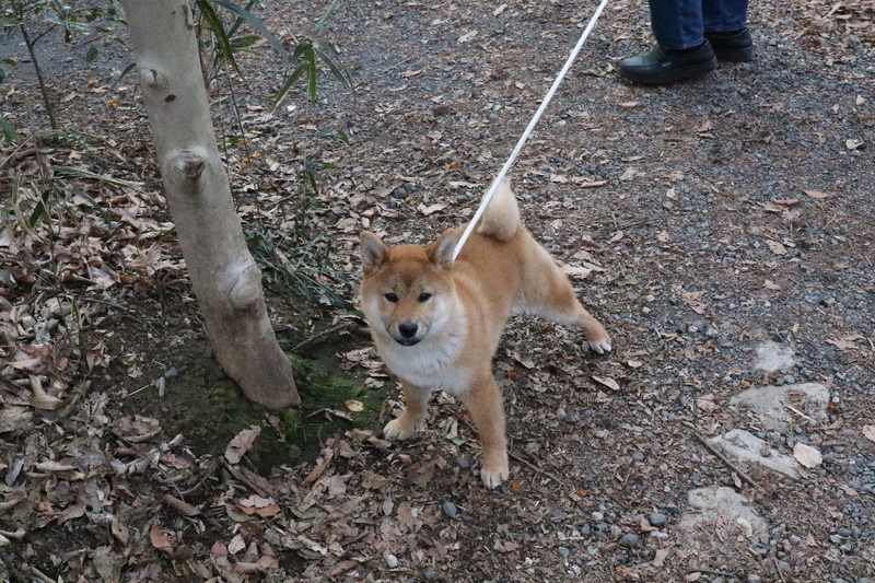 みんなうまいな Kokokaramakuruの日記