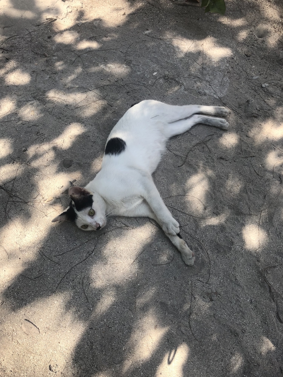 f:id:kokokokua2:20191103000104j:plain f:id:kokokokua2:20191103000104j:plain