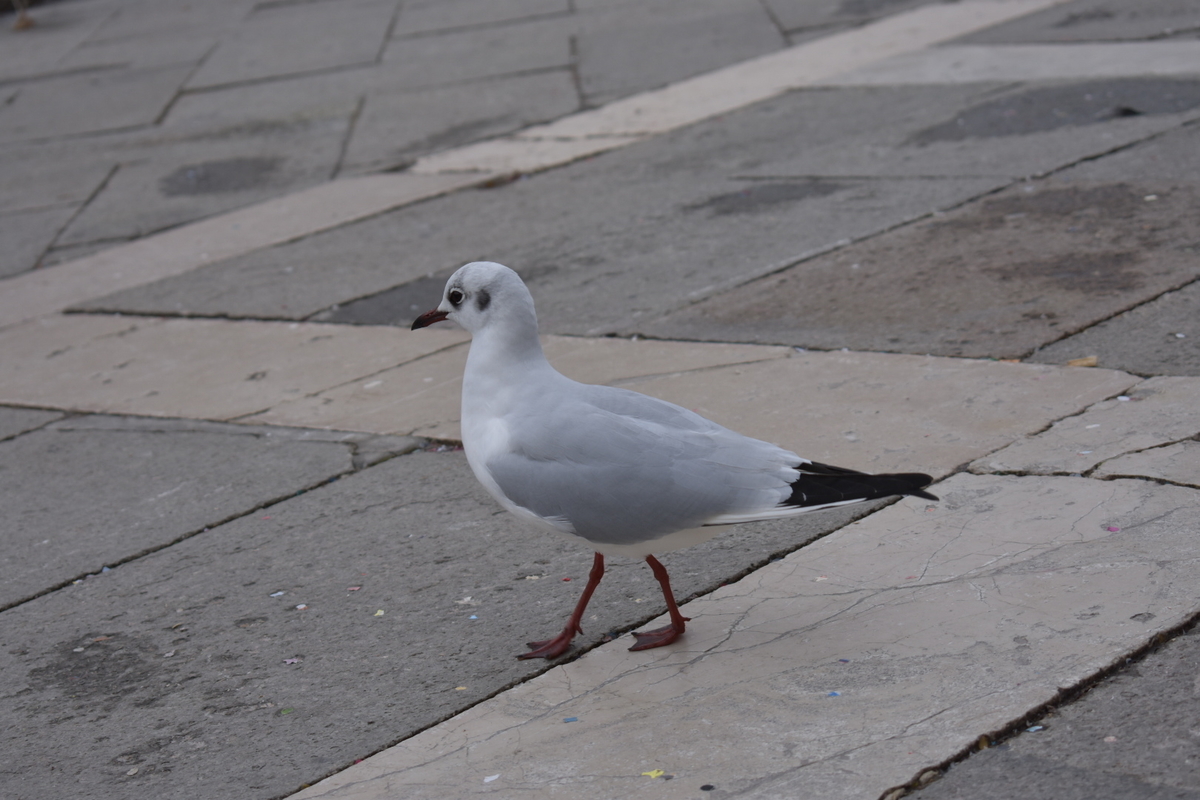 f:id:kokomie0207:20190920152512j:plain f:id:kokomie0207:20190920152512j:plain