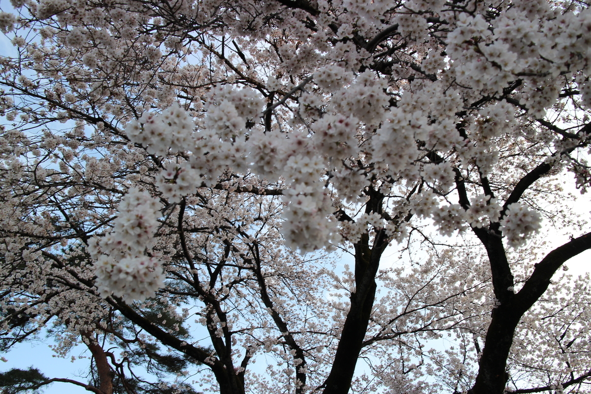 f:id:kokoniko:20190407205341j:plain f:id:kokoniko:20190407205341j:plain
