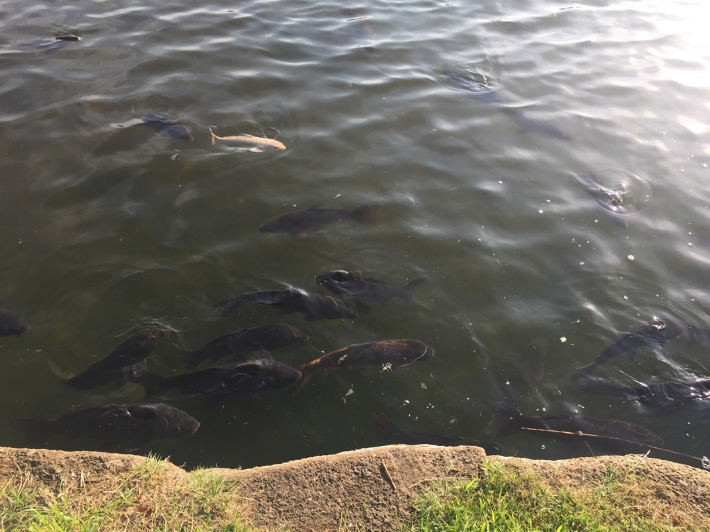 f:id:kokonomomoko:20180604034202j:plain f:id:kokonomomoko:20180604034202j:plain