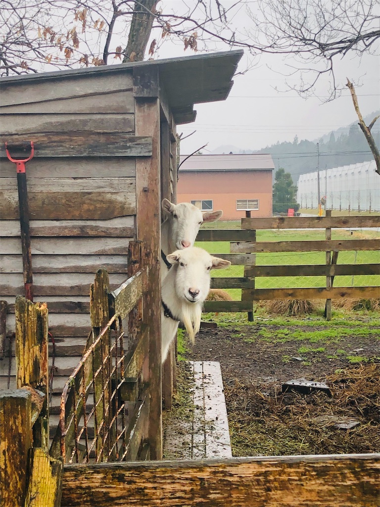 f:id:kokopellisalon:20190404215149j:image f:id:kokopellisalon:20190404215149j:image
