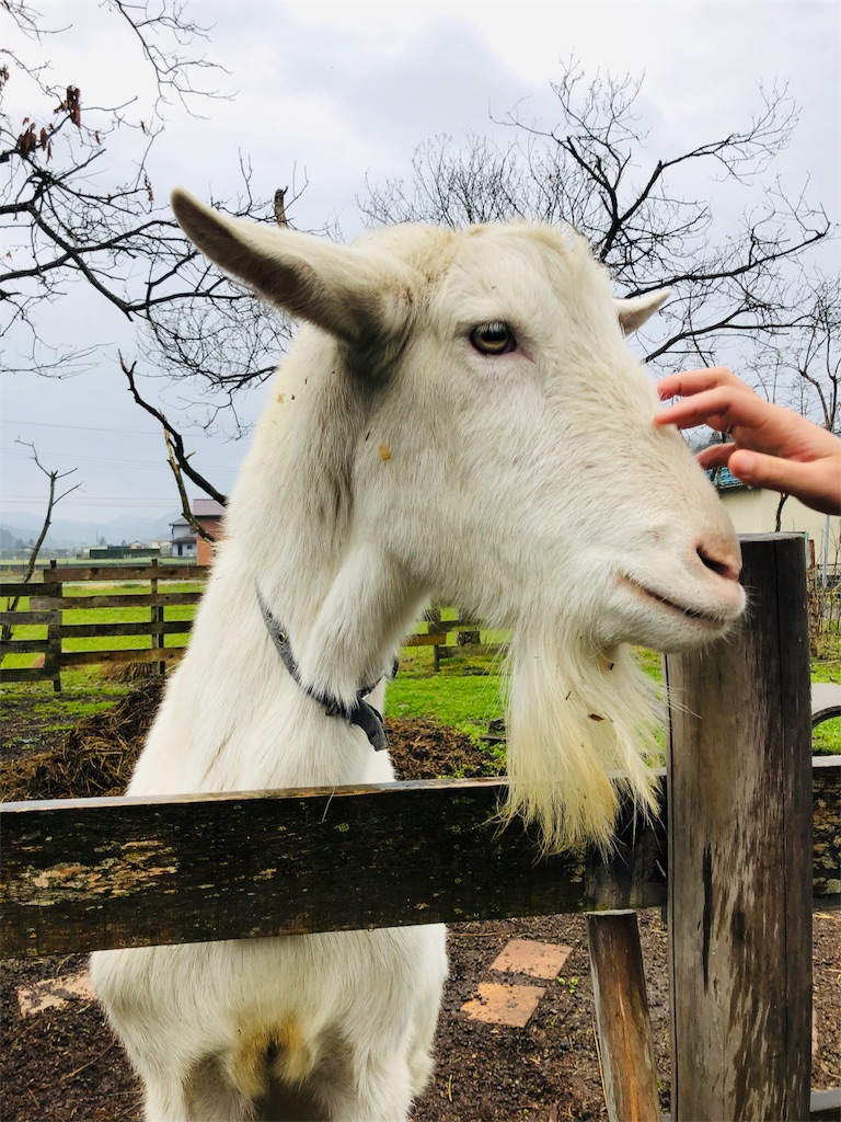 f:id:kokopellisalon:20190404215332j:image f:id:kokopellisalon:20190404215332j:image