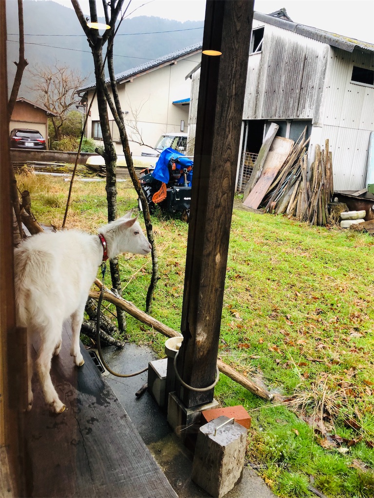 f:id:kokopellisalon:20190404215729j:image f:id:kokopellisalon:20190404215729j:image