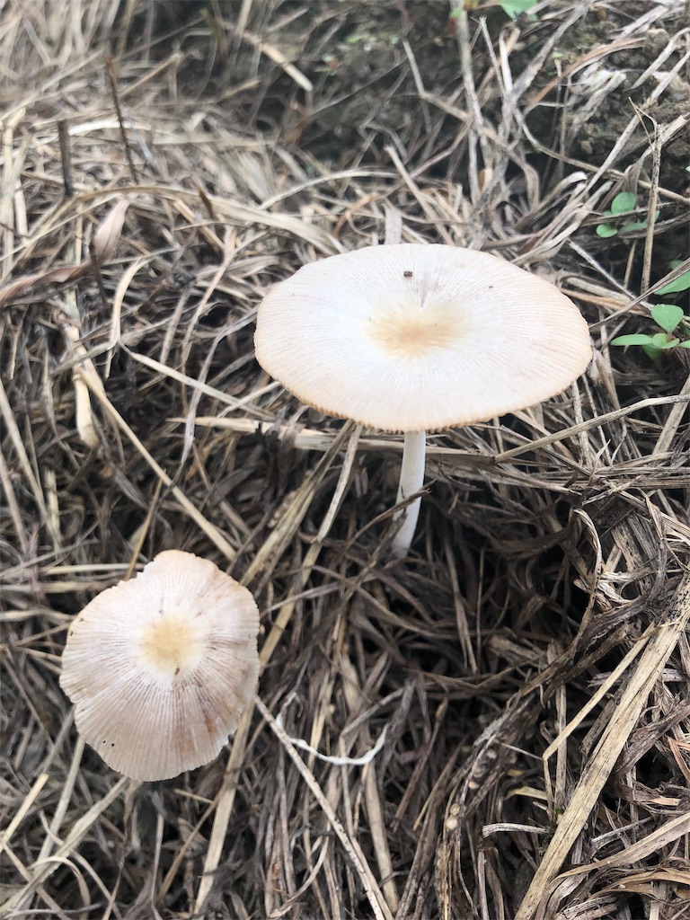 f:id:kokopellisalon:20190908120442j:image