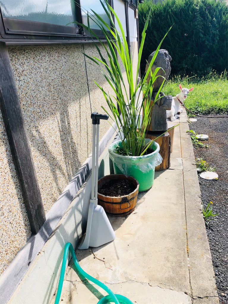 f:id:kokopellisalon:20190908123752j:image