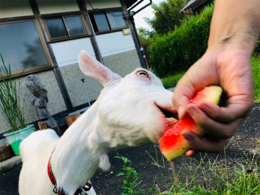 f:id:kokopellisalon:20190908123807j:image