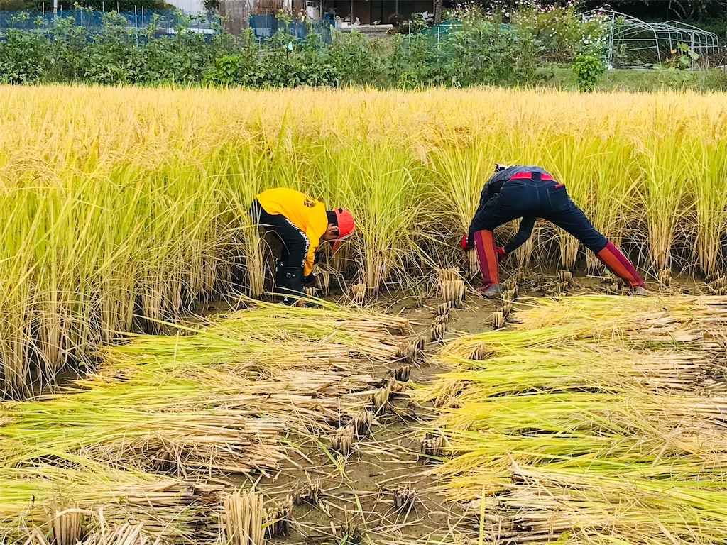 f:id:kokopellisalon:20231022203733j:image