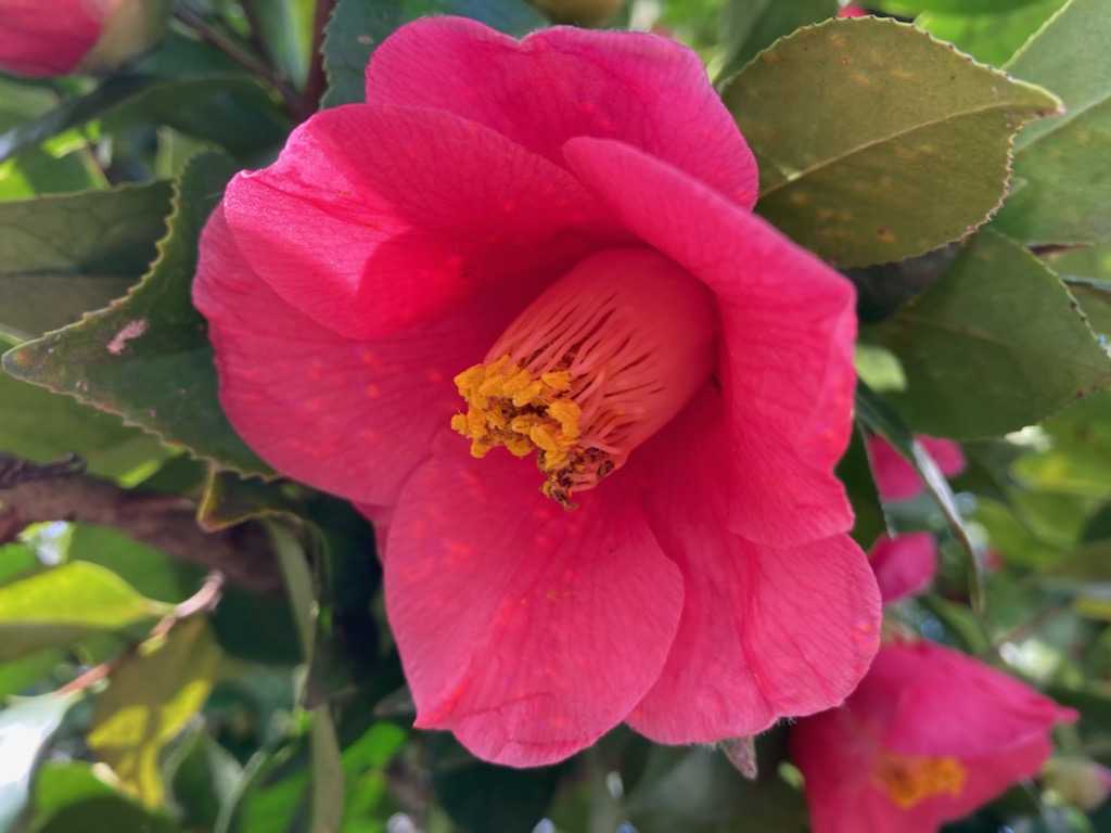 ピンク色のつばきの花が満開でした