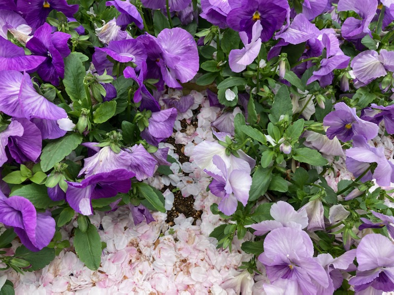 桜の花びらが敷き詰められてて近寄らずにはいられなかった🌸