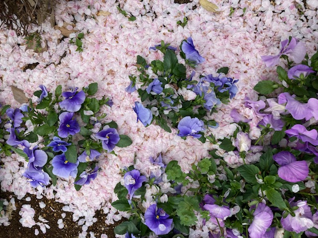 「桜色の海」にパンジーの花が満開という構図