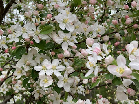 f:id:kokoro-corocoro:20210508200721j:plain