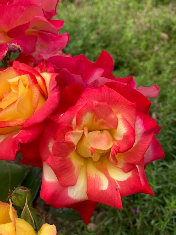 同じ株で、いろんな花びらの色が楽しめる♡