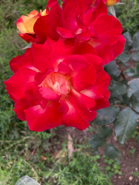 一番最初に目に入った薔薇の花は こちらです^^
