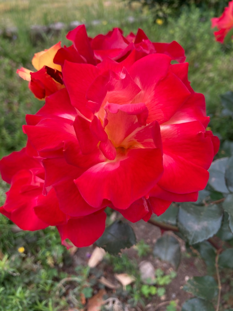 朱赤色の花びら