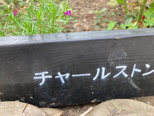 この薔薇の花の名前の看板だけ。パシャリ♬
