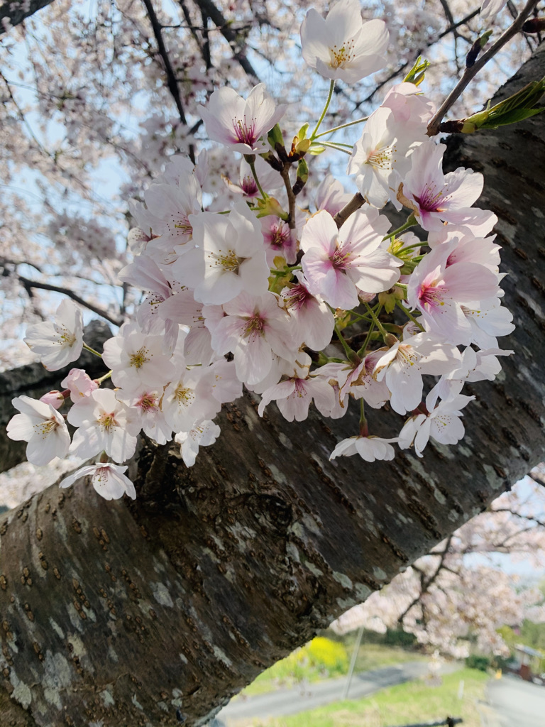 f:id:kokoro-ono2:20210417120925j:plain