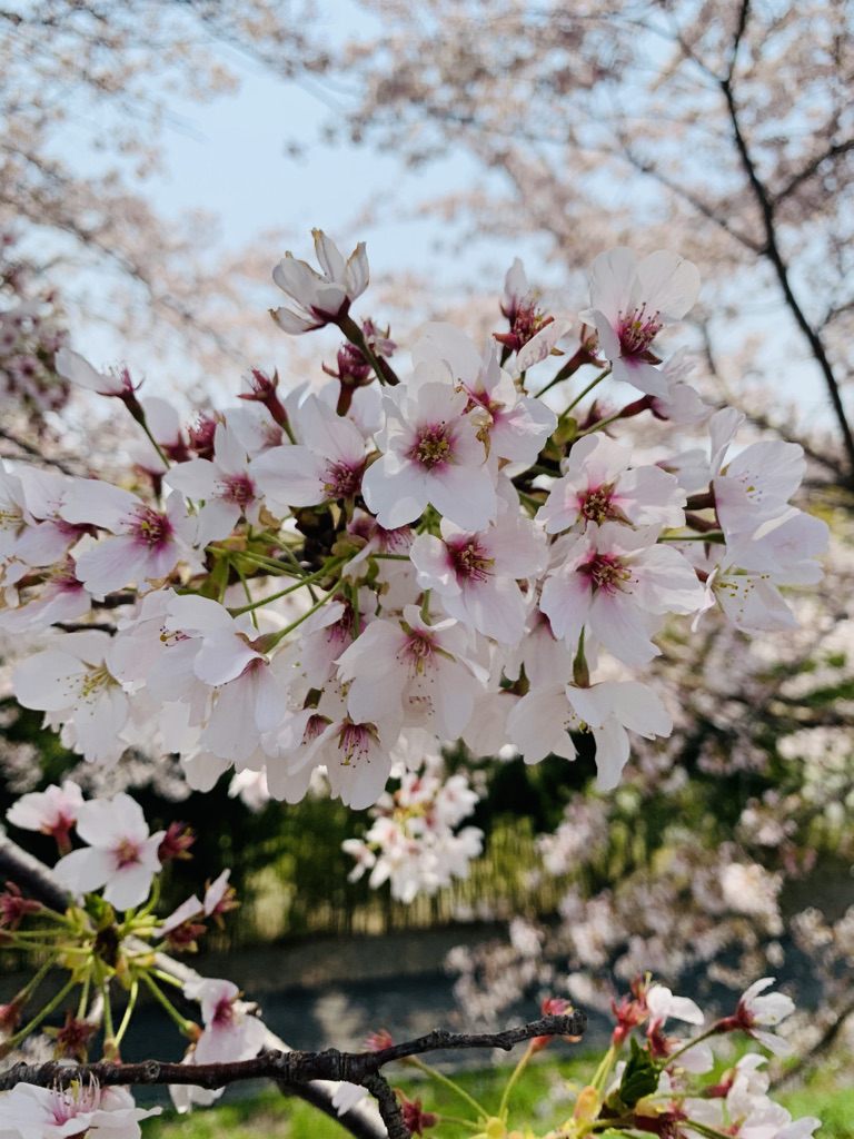 f:id:kokoro-ono2:20210417120957j:plain