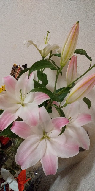 f:id:kokoro0:20210628223540j:image
