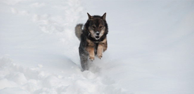 f:id:kokoro2324:20100113110254j:image f:id:kokoro2324:20100113110254j:image
