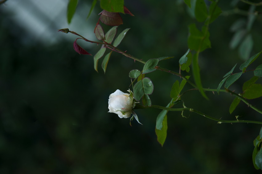 f:id:kokoro2324:20180924093201j:image f:id:kokoro2324:20180924093201j:image