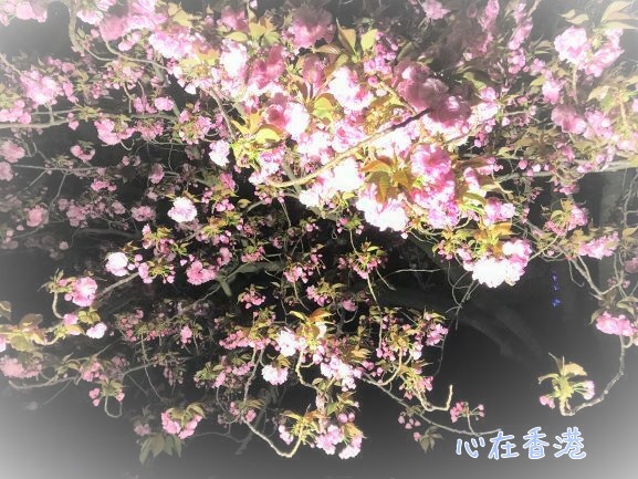 f:id:kokorohongkong:20190420004632j:plain