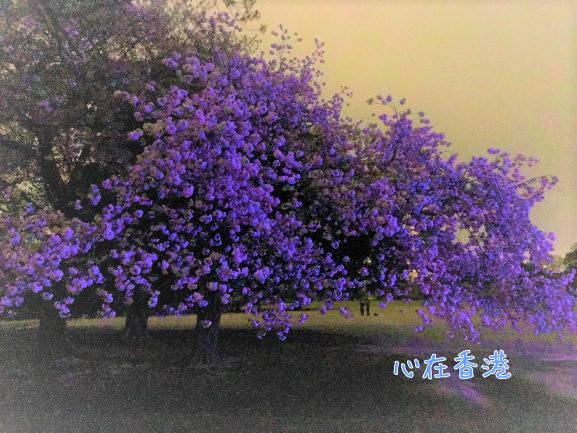 f:id:kokorohongkong:20190420004656j:plain