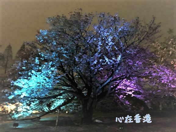 f:id:kokorohongkong:20190420004821j:plain