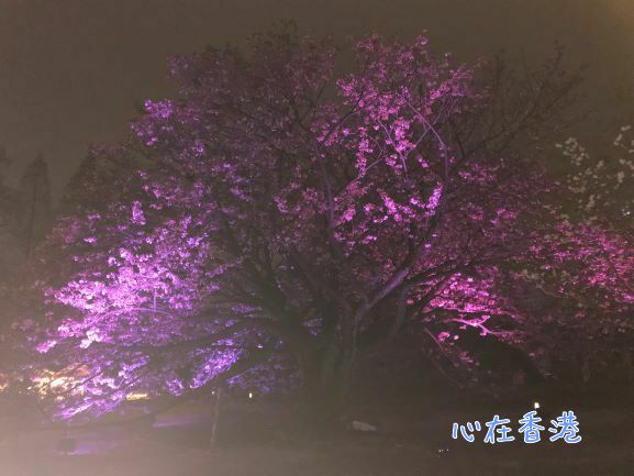 f:id:kokorohongkong:20190420004850j:plain
