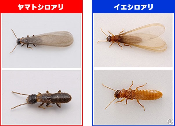 シロアリ駆除は必要ない と思っているあなた必見です 空想工務店