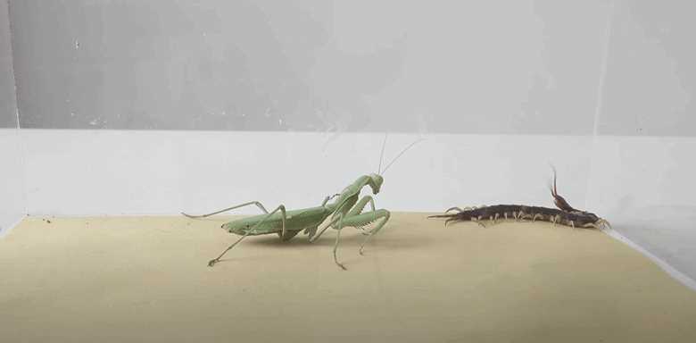 カマキリVSムカデ
