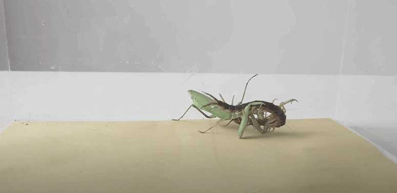 カマキリVSムカデ