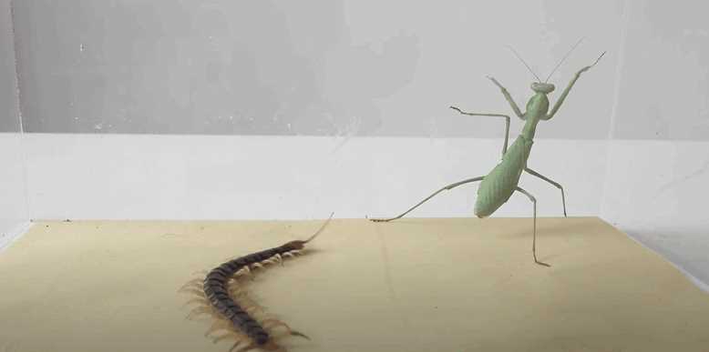 カマキリVSムカデ