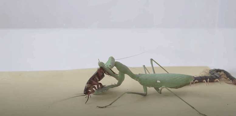 カマキリVSムカデ