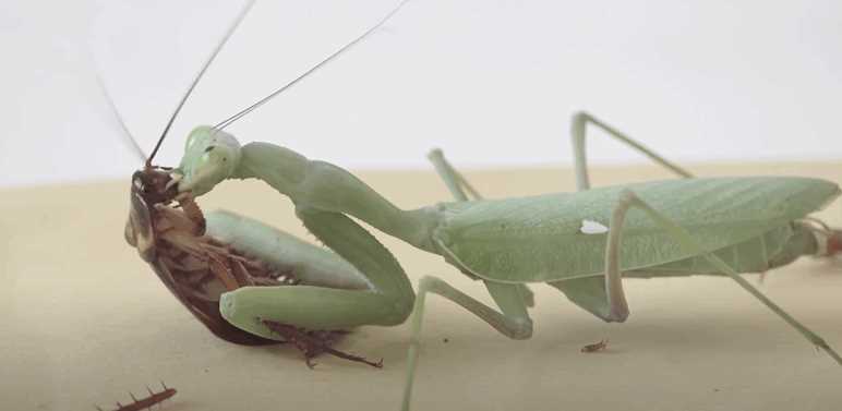 カマキリVSムカデ