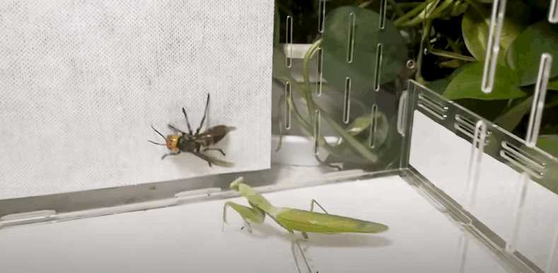 スズメバチとカマキリが同じゲージにいれられます。