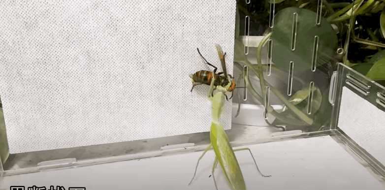 カマキリがスズメバチに出会ったとき