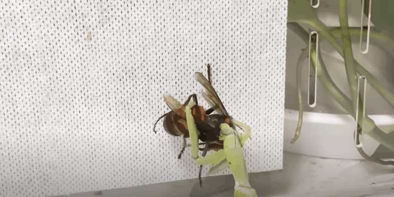 カマキリがスズメバチに出会ったとき