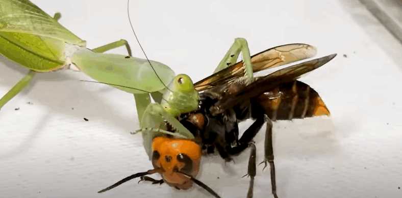 スズメバチの背部から貪り食うカマキリ。