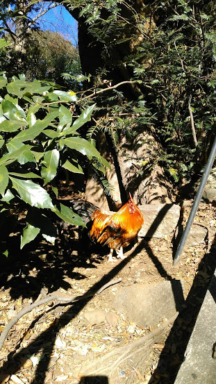 f:id:kokubunzaka:20190102171216j:plain