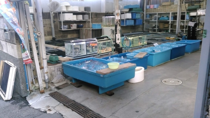 f:id:kokubunzaka:20190125133637j:plain